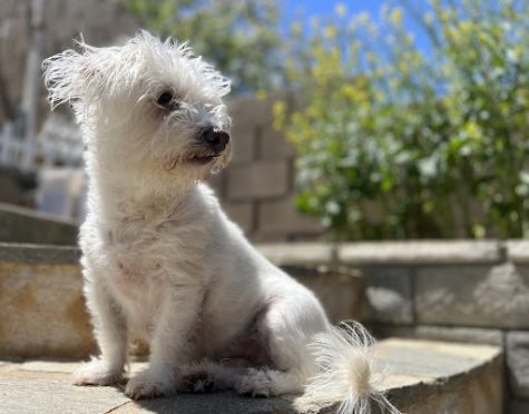 Maltese Poodle Caught Plotting a Murder